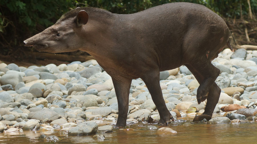 Unglaubliche Begegnung mit Tapiren an einem unbenannten Fluss im Madidi NP 2015